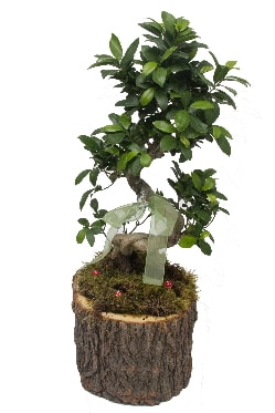 Doal ktkte bonsai saks bitkisi  Ankara Semenler Glba iekiler