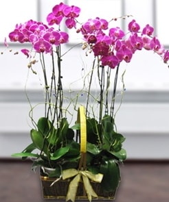 7 dall mor lila orkide  Ankara Eymir Glba iek gnder