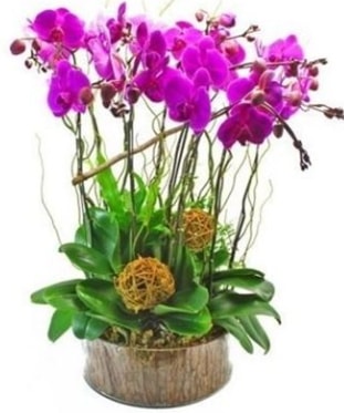 Ahap ktkte lila mor orkide 8 li  Ankara Glba Oyaca iek sat 
