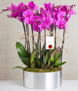 11 dall mor orkide metal vazoda  Ankara Eymir Glba iek gnder