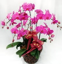 Sepet ierisinde 5 dall lila orkide  Ankara Glba rencik ucuz iek gnder 
