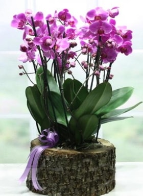Ktk ierisinde 6 dall mor orkide  Ankara Glba rencik ucuz iek gnder 
