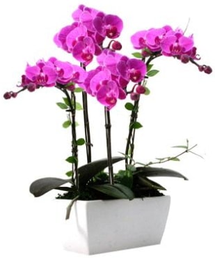Seramik vazo ierisinde 4 dall mor orkide  Ankara Glba Karyaka iek sat 