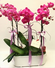 Beyaz seramik ierisinde 4 dall orkide  Ankara Glba rencik ucuz iek gnder 