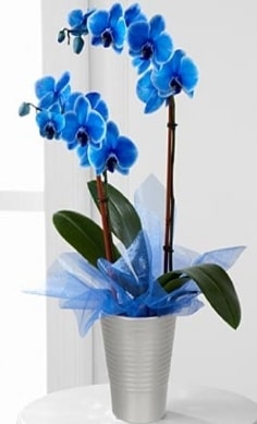 Seramik vazo ierisinde 2 dall mavi orkide  Ankara Glba iek , ieki , iekilik 