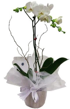 Tek dall beyaz orkide  Glba Ankara cicek , cicekci 
