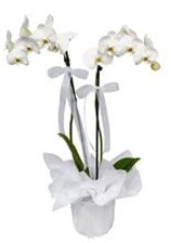 2 dall beyaz orkide  Ankara Glbaieki 