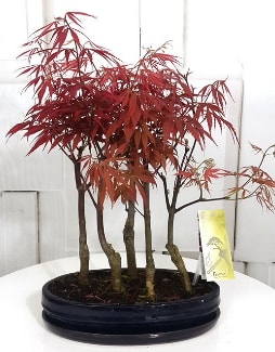 5 adet japon akaaa bonsai iei  Ankara Glba Karyaka iek sat 