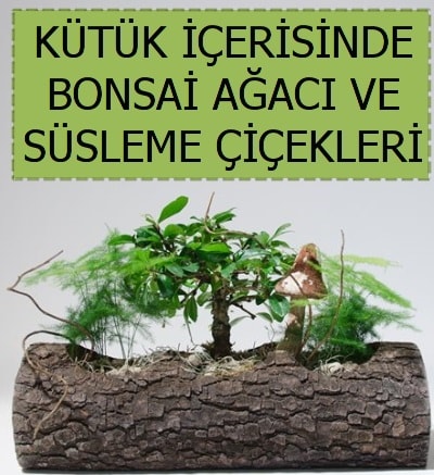 Ktk ierisinde bonsai japon aa bitkisi  Ankara Glba Karyaka iek sat 