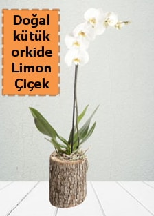 Doal ktkte tek dall beyaz orkide  Ankara Glba Gaziosmanpaa ieki telefonlar
