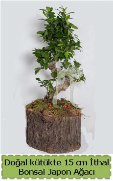 Doal ktkte thal bonsai japon aac  Glba Ankara iek gnderme