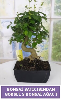 S dal erilii bonsai japon aac  Ankara Glba Karyaka iek sat 