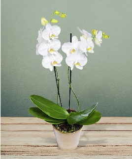 ift dall beyaz orkide sper kalite  Glba Ankara iek gnderme