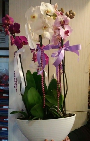 Mor ve beyaz ve pembe 6 dall orkide  Ankara Glba rencik ucuz iek gnder 