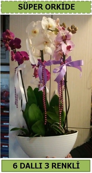 6 dall 3 renk zel vazoda orkide iei  Ankara Glba Karyaka iek sat 