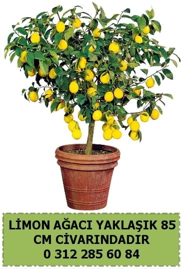Limon aac bitkisi  Ankara Glba Karyaka iek sat 