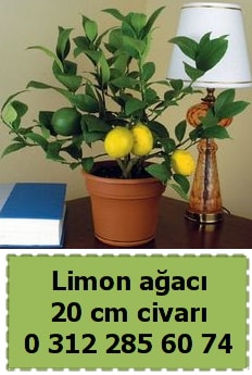 Limon aac bitkisi  Ankara Glba Gaziosmanpaa ieki telefonlar