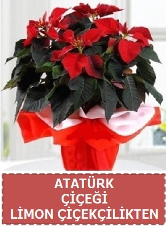 Atatrk iei saks bitkisi  Ankara Glba Karyaka iek sat 
