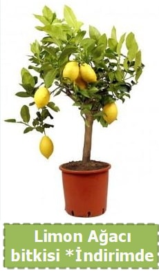 Limon aac bitkisi Ev iin limon bitkisi  Ankara Glba iek , ieki , iekilik 