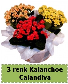 3 renk Kalanchoe Calandiva saks bitkisi  Glba Ankara iek gnderme