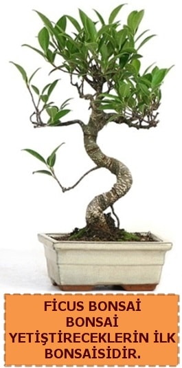 Ficus bonsai 15 ile 25 cm arasndadr  Ankara Glba ncek iek yolla