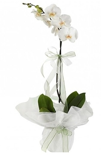 Tekli Beyaz Orkide  Ankara Bahelievler Glba nternetten iek siparii 