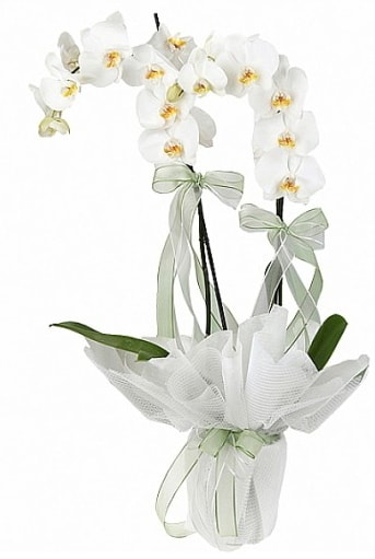 ift Dall Beyaz Orkide  Ankara Glba anneler gn iek yolla 