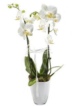 2 dall beyaz seramik beyaz orkide sakss  Ankara Eymir Glba iek gnder