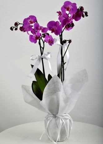 ift dall saksda mor orkide iei  Ankara ncek Glba iek siparii
