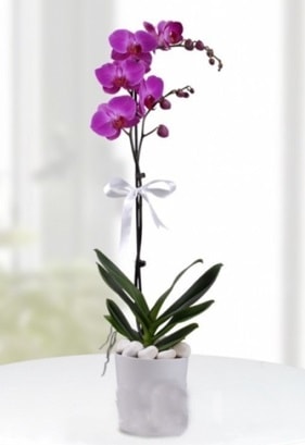 Tek dall saksda mor orkide iei  Ankara Glba ncek iekiler 