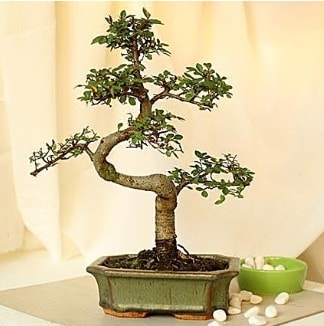 Shape S bonsai  Ankara Semenler Glba iekiler