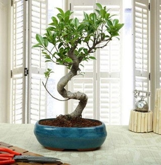 Amazing Bonsai Ficus S thal  Ankara Glba Karaali dn iekleri