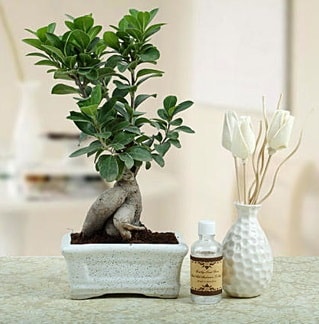 Ginseng ficus bonsai  Ankara Glba ncek iekiler 
