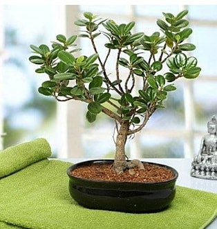 Lovely Ficus Iceland Bonsai  Ankara Glba anneler gn iek yolla 