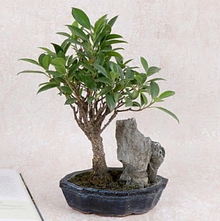 Japon aac Evergreen Ficus Bonsai  Ankara Eymir Glba iek gnder