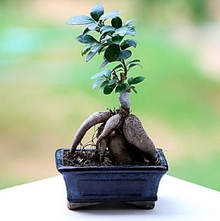 Marvellous Ficus Microcarpa ginseng bonsai  Ankara ncek Glba iek siparii