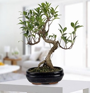 Gorgeous Ficus S shaped japon bonsai  Glba Eymir mahallesi Ankara iek siparii 