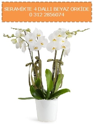 Seramikte 4 dall beyaz orkide  Ankara Glba ncek iekiler 