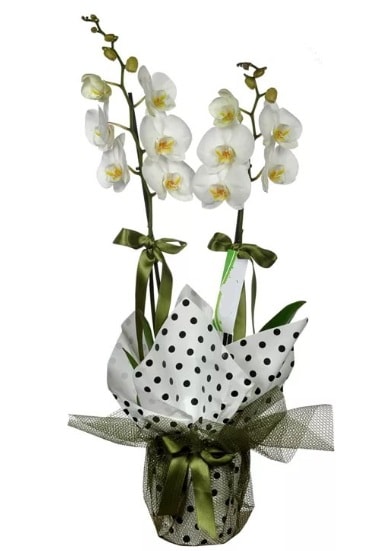 ift Dall Beyaz Orkide  Ankara Glba 14 ubat sevgililer gn iek 