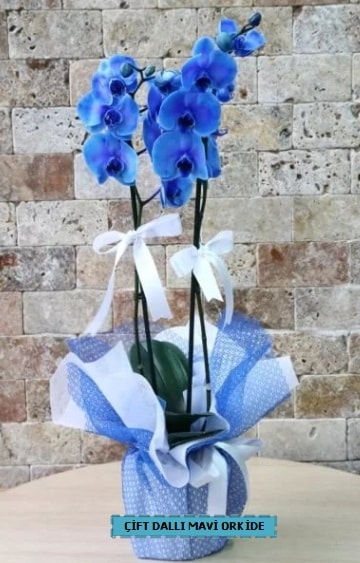 ift dall ithal mavi orkide  Ankara Glba ncek iek yolla