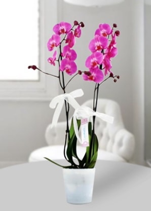 ift dall mor orkide  Ankara Glba ncek iekiler 