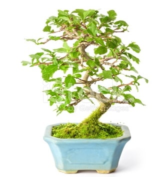 S zerkova bonsai ksa sreliine  Ankara Semenler Glba iekiler