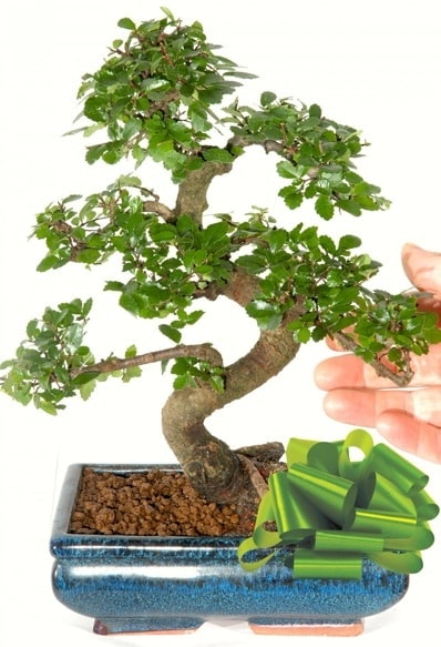 Yaklak 25 cm boyutlarnda S bonsai  Ankara Glba Karagedik iek siparii sitesi 