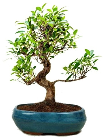 25 cm ile 30 cm aralnda Ficus S bonsai  Ankara Eymir Glba iek gnder
