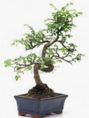 S gvde bonsai minyatr aa japon aac  Ankara Glba Karyaka iek sat 