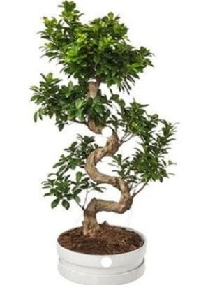 90 cm ile 100 cm civar S peyzaj bonsai  Ankara Eymir Glba iek gnder