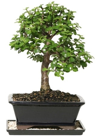 15 cm civar Zerkova bonsai bitkisi  Ankara Glba Karagedik iek siparii sitesi 