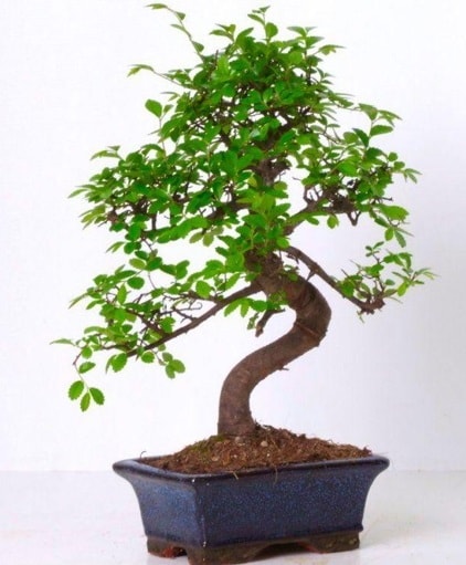 S gvdeli bonsai minyatr aa japon aac  Ankara Eymir Glba iek gnder