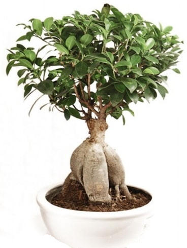 Ginseng bonsai japon aac ficus ginseng  Ankara Semenler Glba iekiler